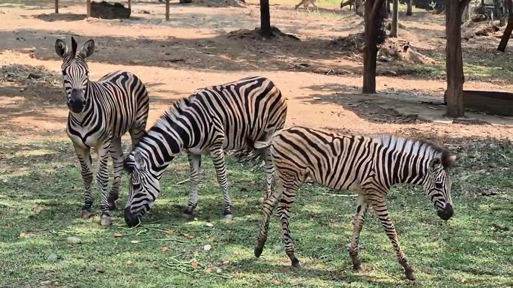 Gayatri Loreng, Bayi Zebra Lucu Penghuni Baru Solo Safari